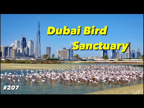 Dubai Ras Al Khor Wildlife Sanctuary | Dubai Bird Sanctuary Full Video | Things To Do In Dubai