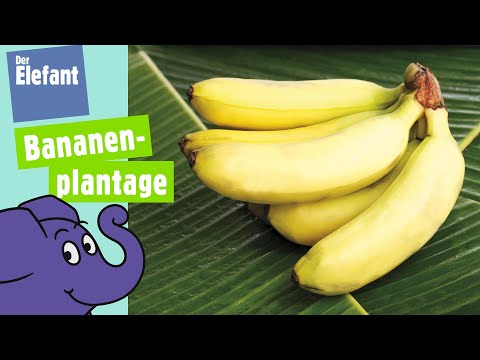 Warum wächst die Banane krumm? | Der Elefant | WDR