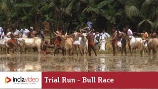 Trial Run before the bull race at Kakkoor