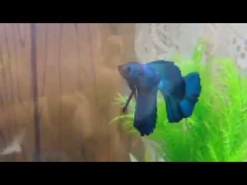 Betta Fish Tank 2015