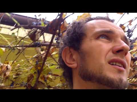 Parchetul #Cornetu m-a trimis la poștă - Curaj.TV