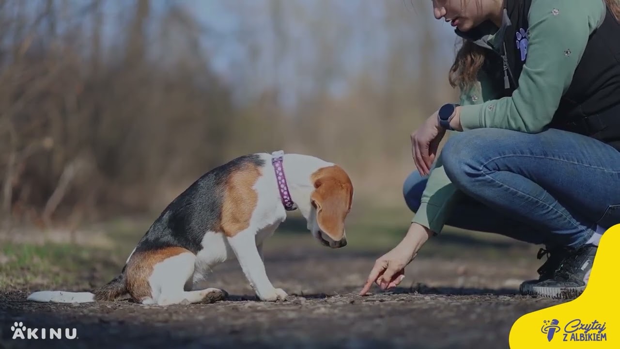 Jak nauczyć psa komendy „leżeć!”