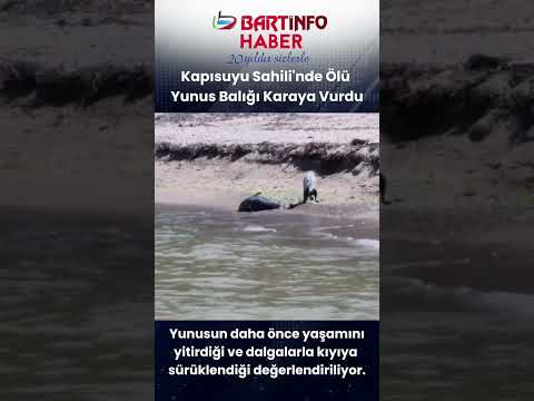 🐬 Bartın’da Sahilde Bu Kez Ölü Yunus Bulundu #bartın #sondakika #news #haber #yunus #gündem