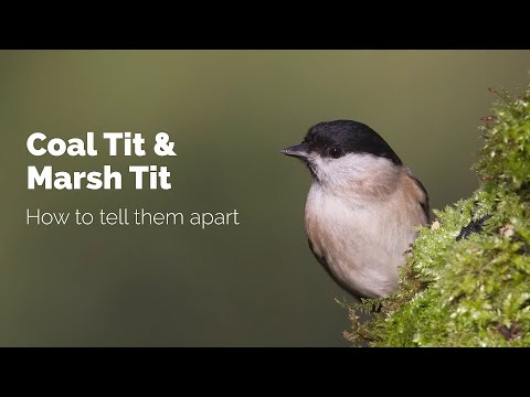 BTO Garden BirdWatch - Telling apart Coal Tit and Marsh Tit