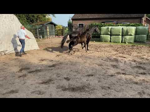 Vivaldos x Scuderia merrie geb. 26/06/21