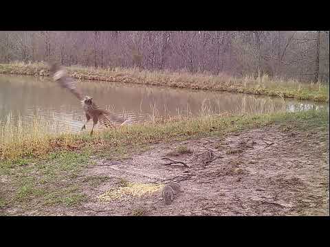 squirrel hawk IMG 3937