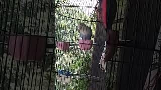 Download lagu burung lakbet belajar goceh mp3