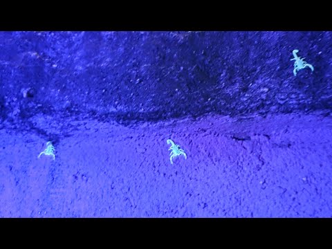 INFESTAÇÃO DE ESCORPIÕES AO VIVO NO CEMITÉRIO - NOITE DE TERROR