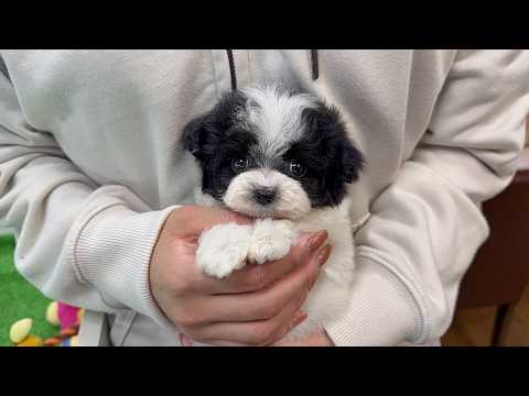 YouTube動画のサムネイル