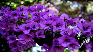 This Love - Sarah Brightman