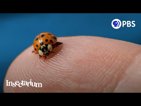 Pssst: Ladybugs Have a Killer Secret
