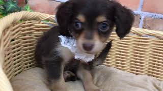 ハーフ犬の動画01