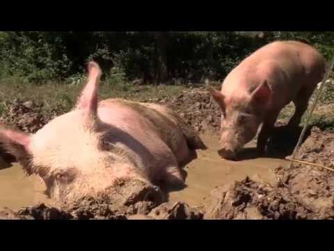 Cerdos combatiendo el calor