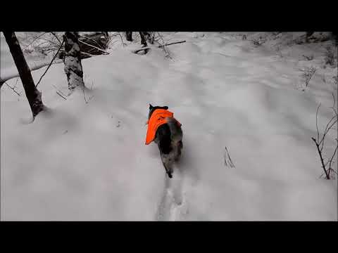 Bagheeras Feldarbeit Otterkot im Schnee, Feb2019