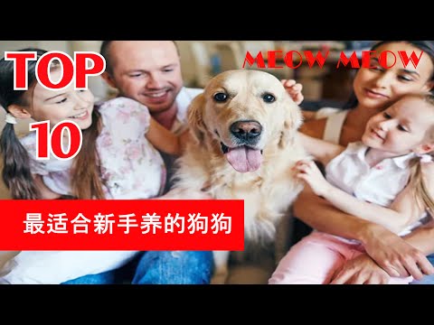 , title : '最适合新手养的狗狗 I TOP 10 DOGS FOR FIRST TIME OWNERS I MEOW MEOW'