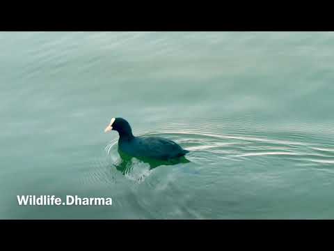 Wild Birds in lake : Bad Salzungen Germany