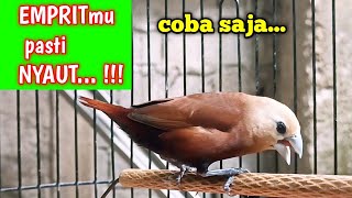 Download lagu stimulation of the sound of the white headed munia java sparrow bird, canary song 107 mp3
