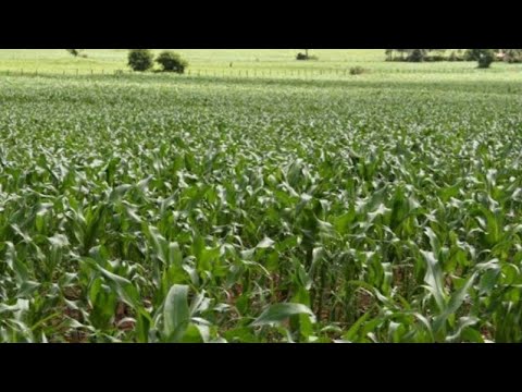 Wakulima wa Bikeke Kitale wanapanda tu mbegu ya Kenya Seed