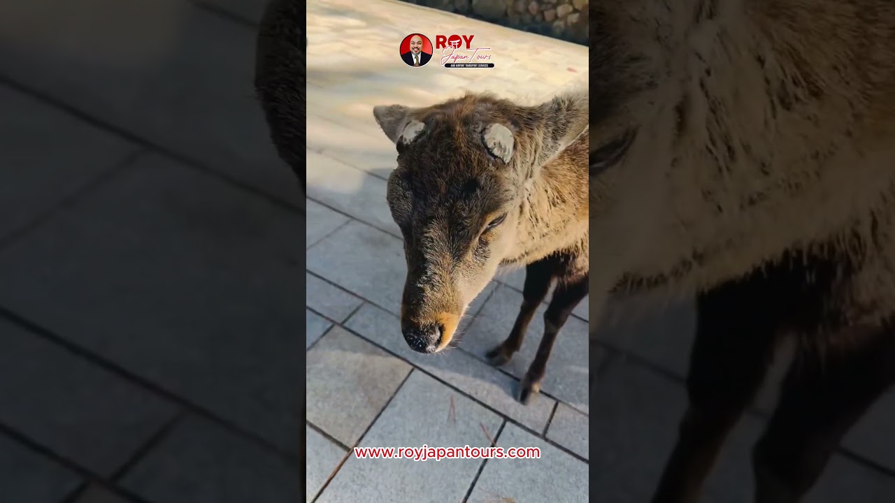 Bowing deer, soft moments, and Nara magic.