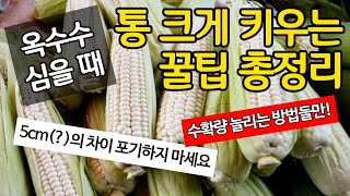 옥수수 심을때 통크게 키우고 수확 늘리는 방법들로만 꿀팁 총정리