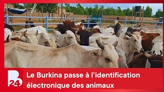 Lutte contre le vol de bétail : Le Burkina passe à l’identification électronique des animaux