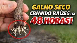 O Segredo Chinês Revelado: Faça um Galho SECO Criar Raízes em 48 Horas!