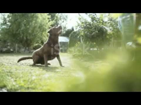 #Short video || Pov Of A Dog Following Its Owner Back To Its Home ||Funny Video | Download Video Now