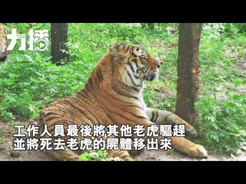 長春動物園一老虎遭八虎咬死 長春動物園一老虎遭八虎咬死