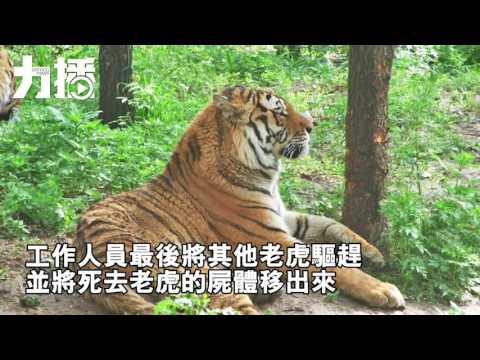 長春動物園一老虎遭八虎咬死