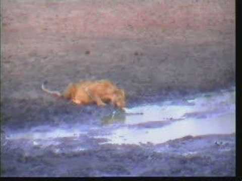 Lioness @ Gowrie & Baboon Alarm Calls