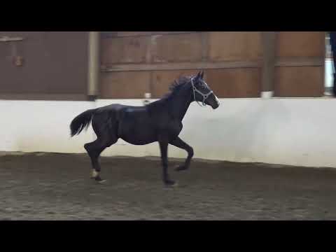 2022 Gelding - Total Eclipse (Total Hope/Quantensprung/Livaldon)