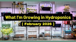 My Grows | Feb 2026 | Hydroponics | Aerogarden LetPot Spider Farmer AHopeGarden RainPoint Mufga