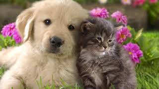 Mijn pappie is enkel een foto (Hans Van Kerckhoven)