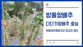 #방울양배추 수확하기 #다다기양배추 효능