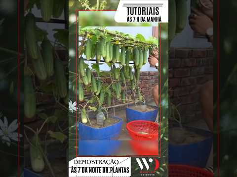 Tutorial como Cultivar Pepinos em Casa #plantas #paisagismo #agronomo