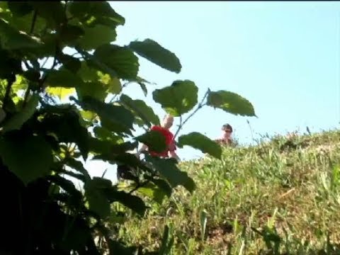 BRUJAČI FEAT. IVANKA MAZURKIJEVIĆ - Doručak na travi (Official Video)