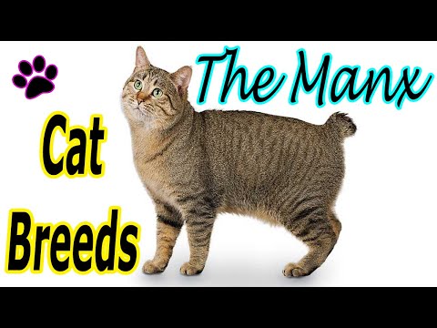 CAT BREEDS (The MANX) Identify Top 10 Longest Living Cats & Kittens info