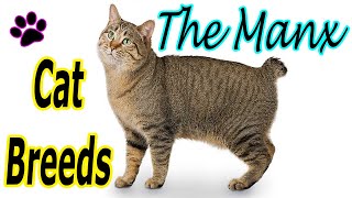 CAT BREEDS (The MANX) Identify Top 10 Longest Living Cats & Kittens info