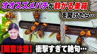 【閲覧注意】オオスズメバチが群がるミツバチの巣箱を開けたら...
