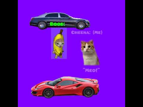 CAT MEMES 🐱 Bood's final try to rev his car carefully with Me and Meo!