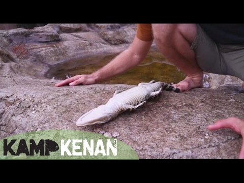 How to HYPNOTIZE an Alligator : Kamp Kenan S3 Episode 19