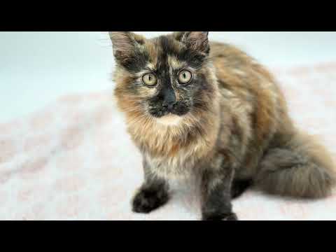 Topaz video preview
