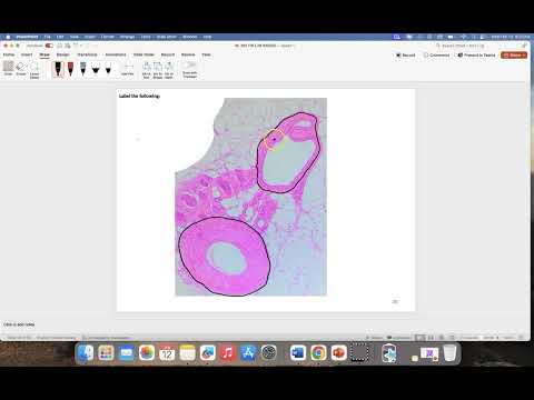 Histology of Arteries and Veins