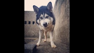 Malamute Sherpa not impressed with owner again