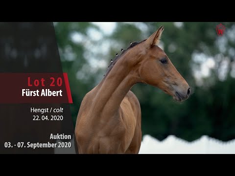 Online-Auktion v. 03. - 07.09.2020 Lot 20 Fürst Albert Hengst v. First Selection - Don Nobless