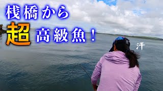 【超高級魚】桟橋からまさかの大物を釣り上げた!(ニュージーランド・国際カップル・シマアジ・ヒラマサ・泳がせ)