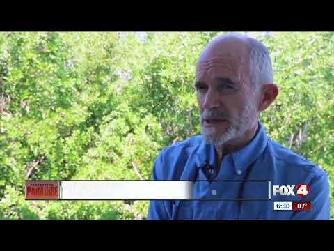 Researchers say red tide could be the cause of recent sea turtle deaths