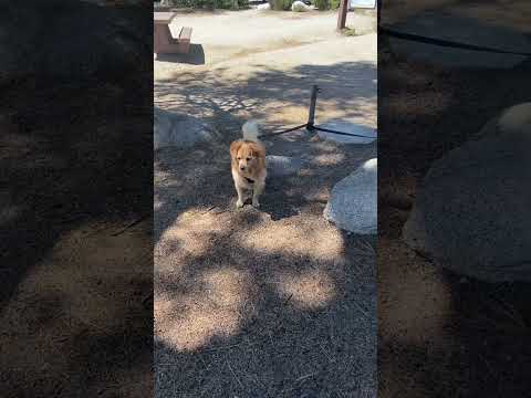 Cute dog #doglovers #dog