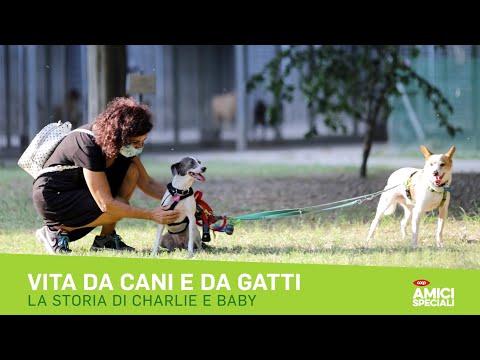 Anteprima video