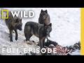 Wild Wolves Pack Life Full Episode Yellowstone Wolf Dynasty Nat Geo Animals